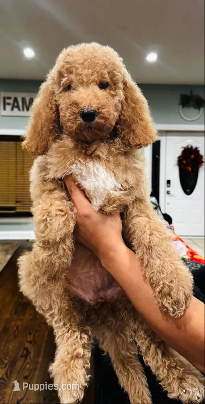 Princess – Goldendoodle puppy for sale in Chicago, IL