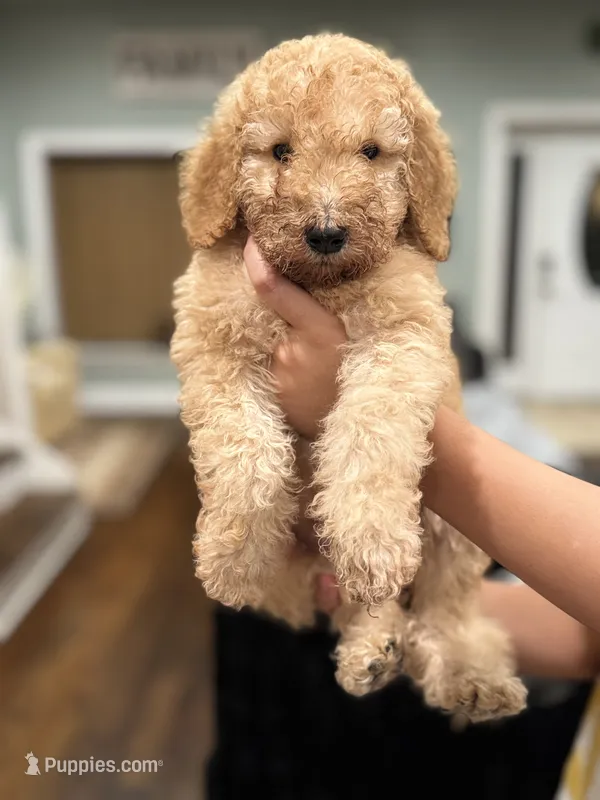 Jim  – Goldendoodle puppy for sale in Chicago, IL