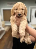 Jim , a male Goldendoodle for sale in Chicago, IL – 1 of 1