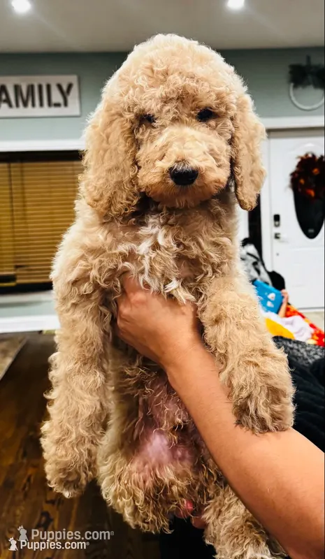 Timmy  – Goldendoodle puppy for sale in Chicago, IL
