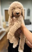 Timmy , a male Goldendoodle for sale in Chicago, IL – 1 of 1
