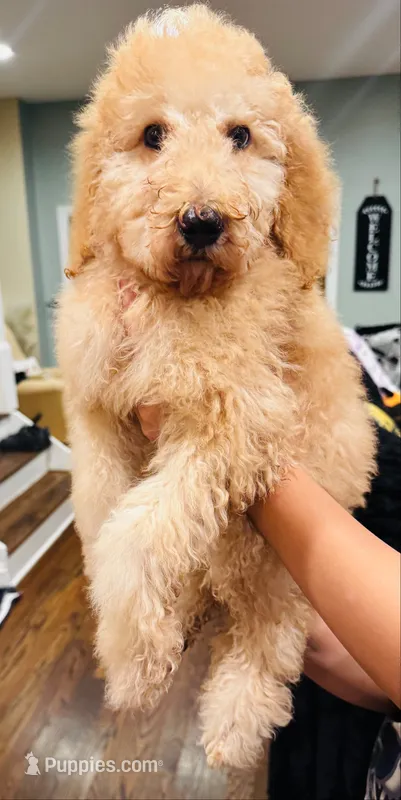 Jim  – Goldendoodle puppy for sale in Chicago, IL