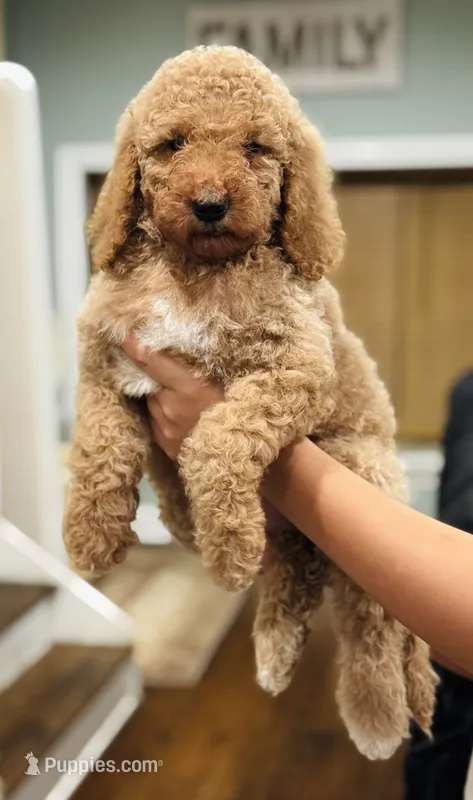 Princess – Goldendoodle puppy for sale in Chicago, IL