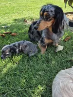 Owen, a male Poodle - Miniature  and Miniature Dachshund for sale in Athens, AL – 8 of 10