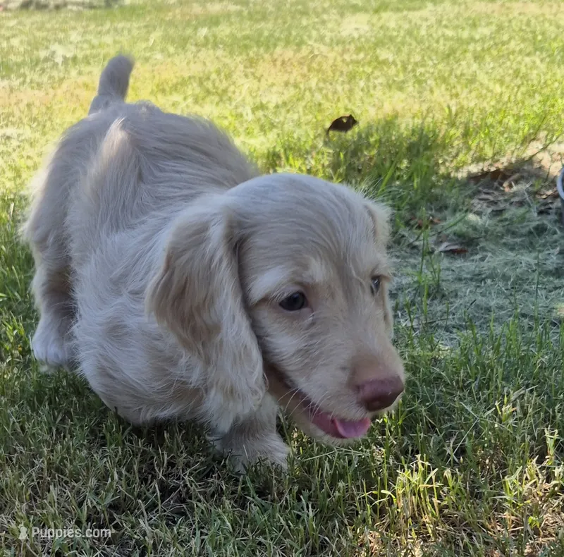 Douglas  – Poodle - Miniature , Miniature Dachshund puppy for sale in Athens, AL