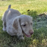 Douglas , a male Poodle - Miniature  and Miniature Dachshund for sale in Athens, AL – 1 of 8