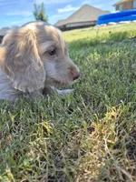 Douglas , a male Poodle - Miniature  and Miniature Dachshund for sale in Athens, AL – 4 of 8