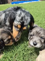 Owen, a male Poodle - Miniature  and Miniature Dachshund for sale in Athens, AL – 4 of 10
