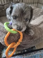 Owen, a male Poodle - Miniature  and Miniature Dachshund for sale in Athens, AL – 9 of 10