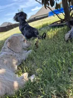 Douglas , a male Poodle - Miniature  and Miniature Dachshund for sale in Athens, AL – 5 of 8
