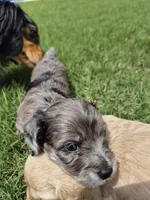 Owen, a male Poodle - Miniature  and Miniature Dachshund for sale in Athens, AL – 10 of 10