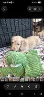 DOUGLAS , a male Poodle - Toy  for sale in Athens, AL – 6 of 10
