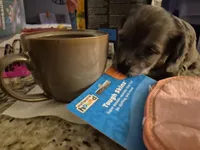 Owen, a male Poodle - Miniature  and Miniature Dachshund for sale in Athens, AL – 7 of 10