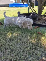Douglas , a male Poodle - Miniature  and Miniature Dachshund for sale in Athens, AL – 8 of 8