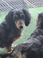 Owen, a male Poodle - Miniature  and Miniature Dachshund for sale in Athens, AL – 3 of 10