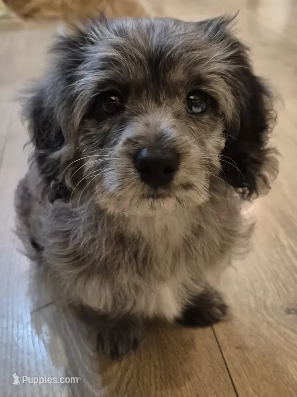 Owen – Poodle - Miniature , Miniature Dachshund puppy for sale in Athens, AL