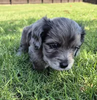 Owen, a male Poodle - Miniature  and Miniature Dachshund for sale in Athens, AL – 6 of 10
