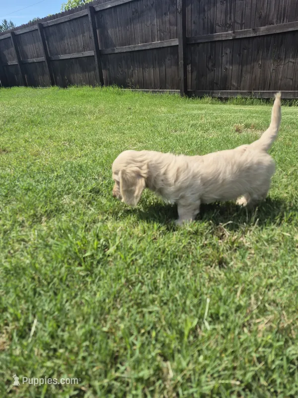 Douglas  – Poodle - Miniature , Miniature Dachshund puppy for sale in Athens, AL