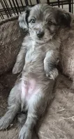 Owen, a male Poodle - Miniature  and Miniature Dachshund for sale in Athens, AL – 2 of 10