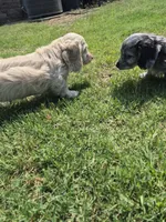 Douglas , a male Poodle - Miniature  and Miniature Dachshund for sale in Athens, AL – 7 of 8