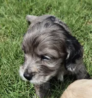 Owen, a male Poodle - Miniature  and Miniature Dachshund for sale in Athens, AL – 5 of 10