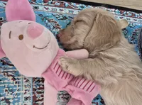 DOUGLAS , a male Poodle - Toy  for sale in Athens, AL – 3 of 10