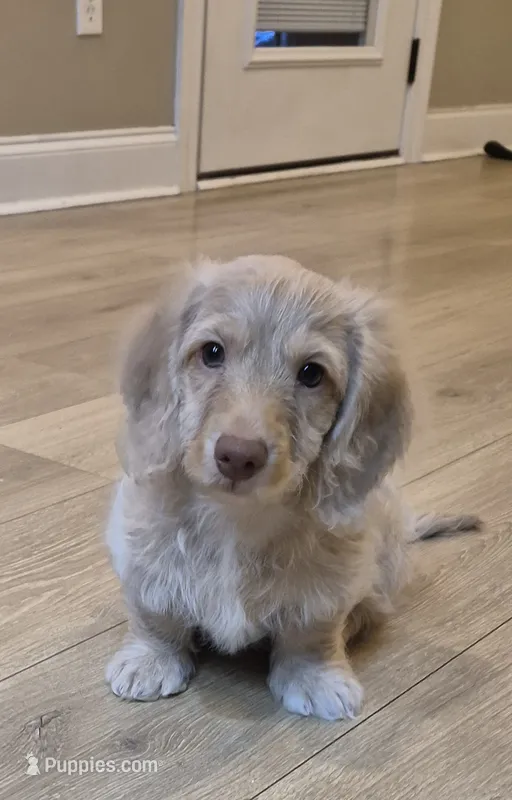 DOUGLAS  – Poodle - Toy  puppy for sale in Athens, AL
