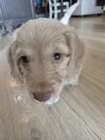 DOUGLAS , a male Poodle - Toy  for sale in Athens, AL – 10 of 10