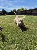 Douglas , a male Poodle - Miniature  and Miniature Dachshund for sale in Athens, AL – 6 of 8