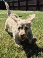 DOUGLAS , a male Poodle - Toy  for sale in Athens, AL – 2 of 10