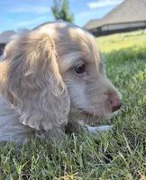 DOUGLAS , a male Poodle - Toy  for sale in Athens, AL – 5 of 10