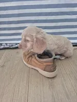 DOUGLAS , a male Poodle - Toy  for sale in Athens, AL – 8 of 10