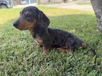 Jimmy Dean, a male Dachshund for sale in Pico Rivera, CA – 2 of 7