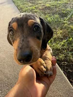 Jimmy Dean, a male Dachshund for sale in Pico Rivera, CA – 3 of 7
