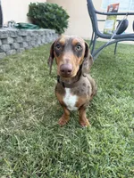 Jimmy Dean, a male Dachshund for sale in Pico Rivera, CA – 6 of 7