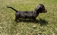 Jimmy Dean, a male Dachshund for sale in Pico Rivera, CA – 5 of 7