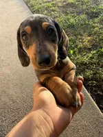 Jimmy Dean, a male Dachshund for sale in Pico Rivera, CA – 4 of 7