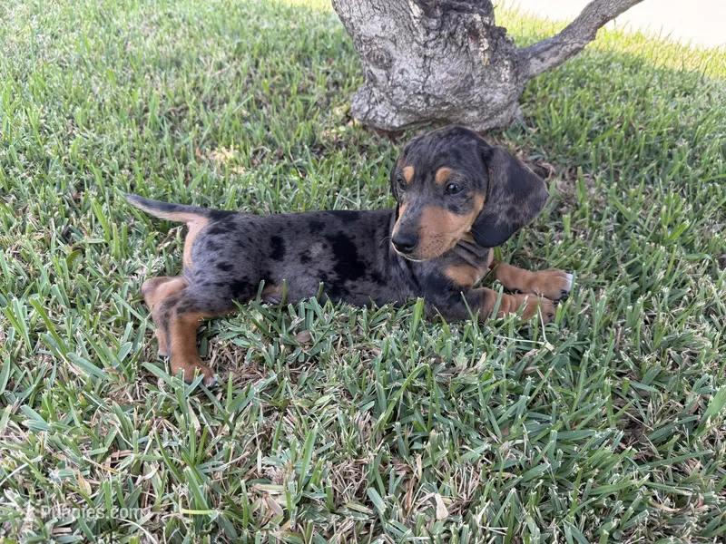 Jimmy Dean – Dachshund puppy for sale in Pico Rivera, CA