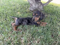 Jimmy Dean, a male Dachshund for sale in Pico Rivera, CA – 1 of 7