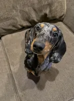Jimmy Dean, a male Dachshund for sale in Pico Rivera, CA – 7 of 7