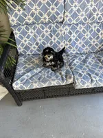 Frappe, a female Bernedoodle for sale in Wesley Chapel, FL – 3 of 3