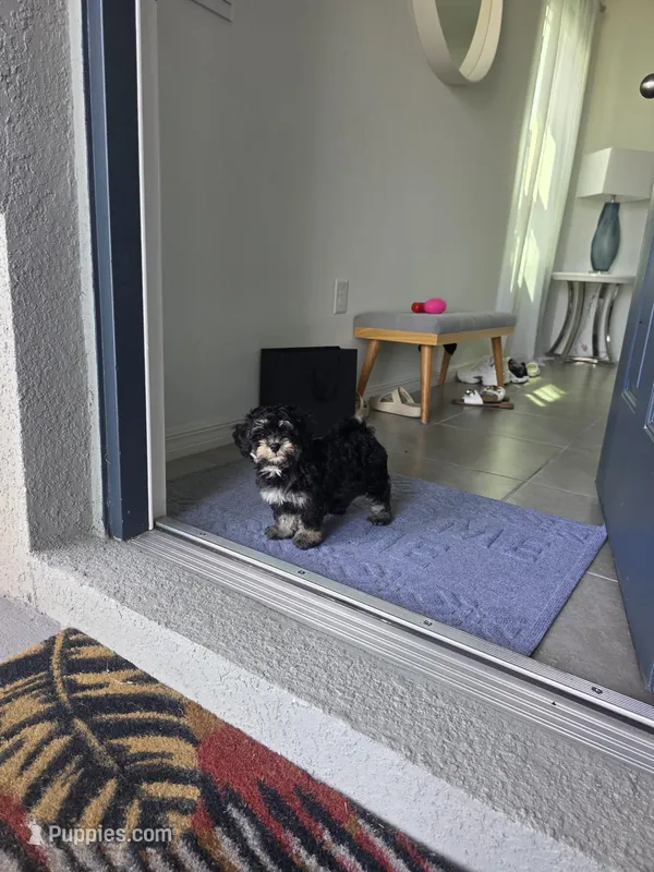 Frappe – Bernedoodle puppy for sale in Wesley Chapel, FL