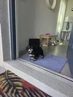 Frappe, a female Bernedoodle for sale in Wesley Chapel, FL – 1 of 3