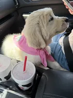 Maci, a female English Cream Golden Retriever for sale in Oklahoma City, OK – 2 of 3