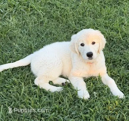 Maci – English Cream Golden Retriever puppy for sale in Oklahoma City, OK