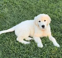 Maci, a female English Cream Golden Retriever for sale in Oklahoma City, OK – 1 of 3