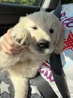 Maci, a female English Cream Golden Retriever for sale in Oklahoma City, OK – 3 of 3