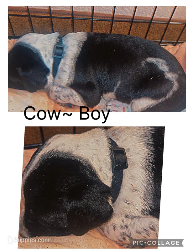 Cow – Dalmatian, American Pit Bull Terrier puppy for sale in Manhattan, KS