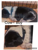 Cow, a male Dalmatian and American Pit Bull Terrier for sale in Manhattan, KS – 1 of 1