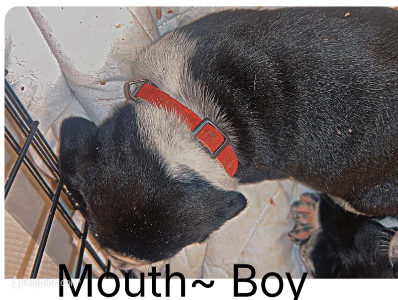 Mouth – Dalmatian, American Pit Bull Terrier puppy for sale in Manhattan, KS